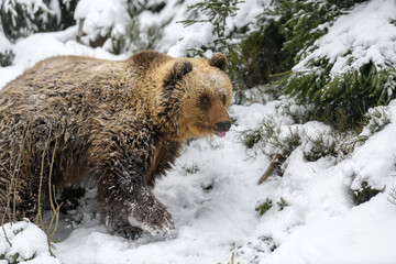 Obraz premium Close wild big brown bear in winter forest