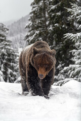 Close wild big brown bear in winter forest