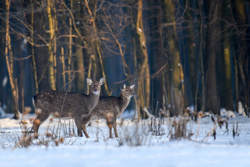 Close two young majestic red deer in winter forest. Cute wild mammal in natural environment