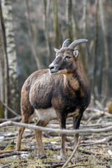 Big mouflon animal. Mouflon, Ovis orientalis, forest horned animal