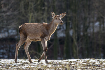 Majestic deer stag in forest. Animal in nature habitat