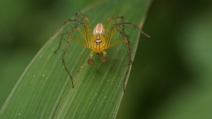 lynx spider