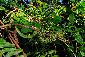 Sri Lanka-Lanzenotter // Sri Lankan pit viper (Trimeresurus trigonocephalus) - Sri Lanka