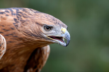 Naklejka premium Steppe eagle portrait in forest. Danger animal in nature habitat