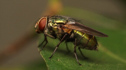 fly