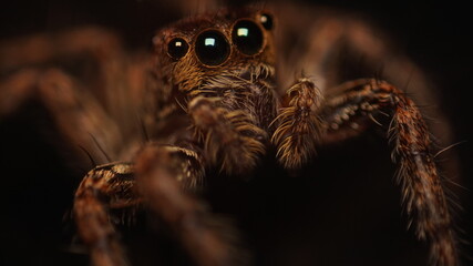 jumping spider