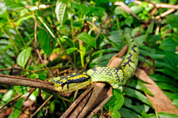 Sri Lanka-Lanzenotter // Sri Lankan pit viper (Trimeresurus trigonocephalus) - Sri Lanka