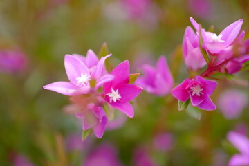 ピンク色の小さな冬の花