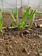 plants in a greenhouse