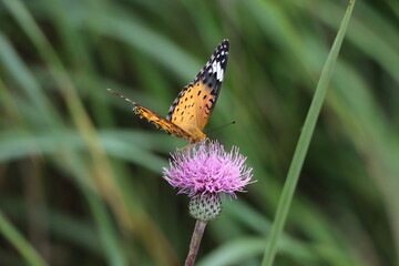 登山道にアザミと蝶
