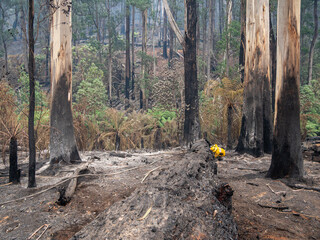 huge trees burnt by wildfire