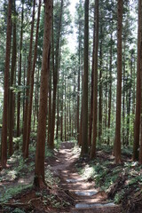森の中の登山道
