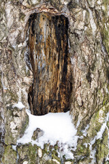 Rectangular hole in the bark of a tree