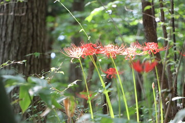 咲く彼岸花を山道から見る