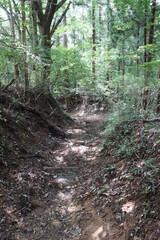 Fototapeta premium 森の中の登山道 