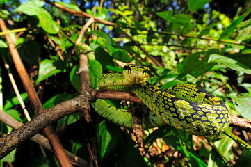 Sri Lanka-Bambusotter // Sri Lankan pit viper (Trimeresurus trigonocephalus) - Sri Lanka