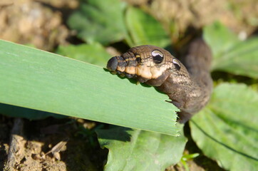 Caterpillar of the wine hawk moth (lat. Deilephila elpenor) on a green leaf
