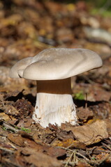 Clitocybe nebularis grows in the autumn forest