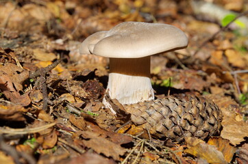 Clitocybe nebularis mushroom in the autumn forest