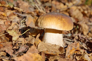White mushroom or boletus (lat. Boletus edulis) grows in the autumn forest