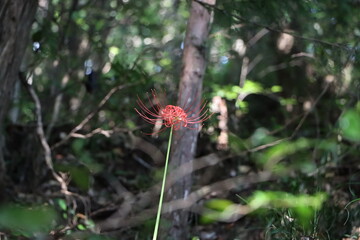 咲く彼岸花を山道から見る