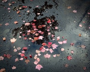 autumn leaves laying on wet sidewalk