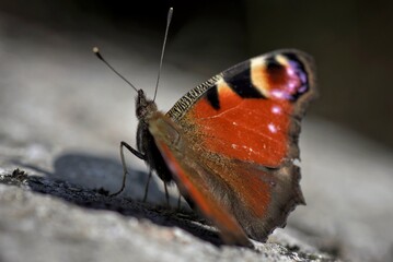 Obraz premium Inachis io butterfly on a rock at Galicia, Spain 05-25-2020