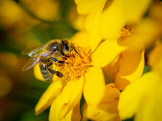 bee gathering pollen from a flower
