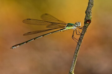 lestes viridis dragonfly on a little mountain creek at Guadalajara, Spain 07-28-2018