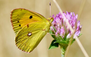 Colias erate feeding on a clover flower near little mountain creek at Guadalajara, Spain 08-02-2018