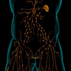 Human Lymph Nodes Anatomy For Medical Concept 3D Rendering