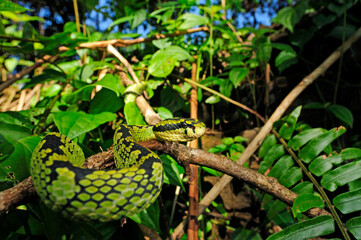 Sri Lankan pit viper // Ceylon Lanzenotter (Trimeresurus trigonocephalus) - Sri Lanka