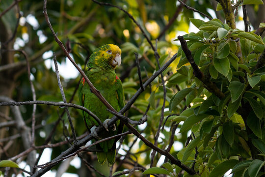Cotorro en el arbol