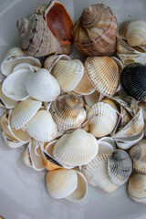 seashells on a white plate