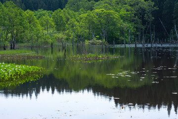 新緑の鳥海高原の静かな沼