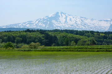 Naklejka premium 残雪の鳥海山をバックに田植えの終わった水田