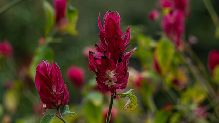 red and yellow flower