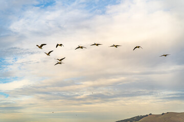 A flock of Canadian geese are flying in the sky with clouds on the background.