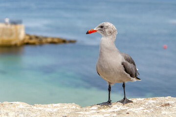 Heermann's Gull (Larus heermanni) stands on stones on the blue ocean background .