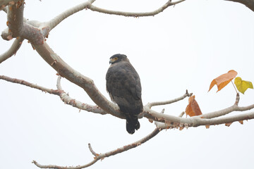 the serpent eagle on white background 