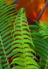 The young shoots of fern in spring, closeup