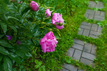 Red flowers peonies on a flower bed in the summer closeup after the rain