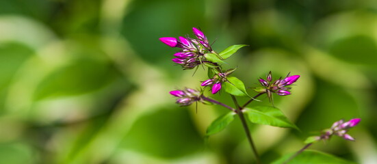 Garden pink flower buds closeup in the summer on a background of green leaves of Hosta
