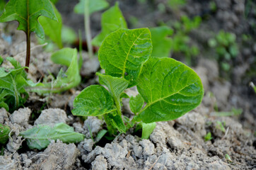 the small ripe green potato plant growing in the garden.