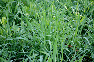 bunch the small ripe green grain plant soil heap in the farm.