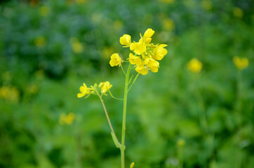 the yellow ripe green mustered plant with flower in the farm.