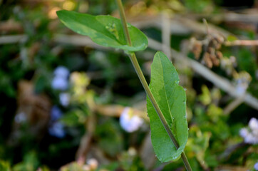 the green ripe mustered leaf with plant in the farm.