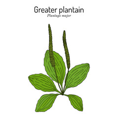 Great plantain. Plantago major - medicinal plant © foxyliam