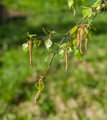 "Earrings" and young birch leaves close-up in summer