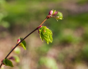 Young Linden leaves close-up in summer